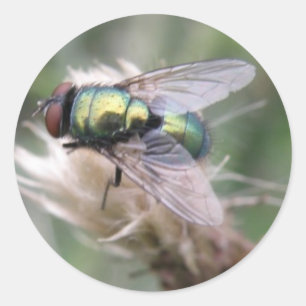 Grönt Flaska Fly Makro-fästmärke Runt Klistermärke