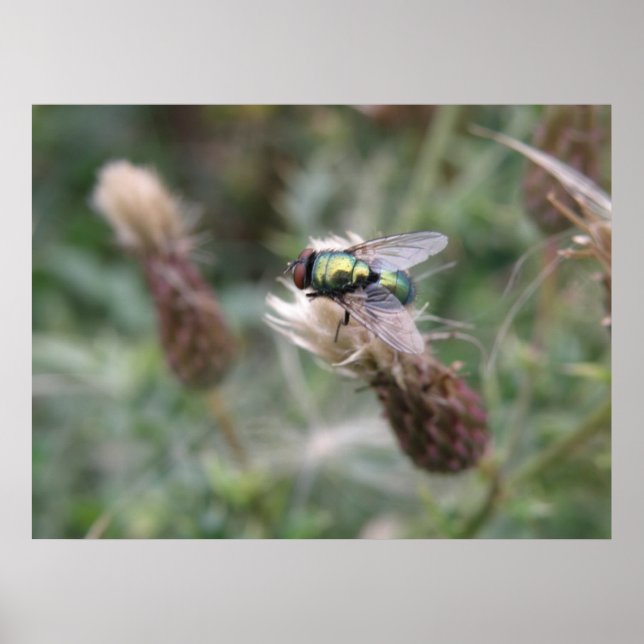 Grönt Flaska Flygmakro Poster (Framsidan)