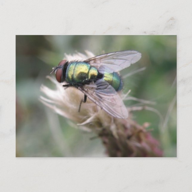 Grönt Flaska-vykort för flygmakro Vykort (Framsida)