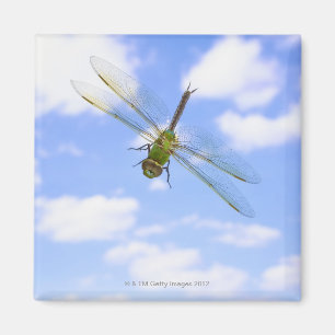 Grönt flyg för darner (den Anax juniusen) mot mo Magnet