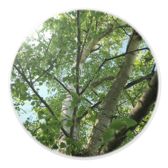 grönt födelse vid träd mot blå himmel knopp (Framsidan)