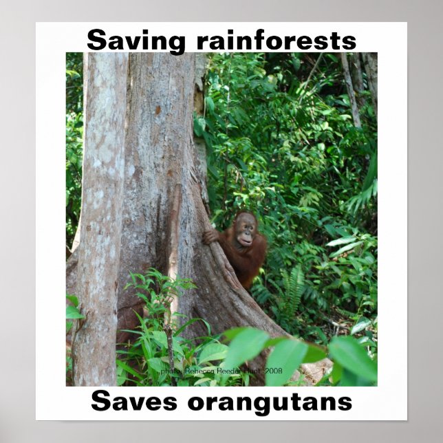 Grönt för regnskogar och orangutaner poster (Framsidan)