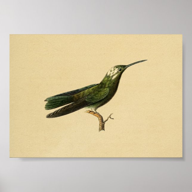 Grönt för vintage 1830 Hummingbird-utskrift Poster (Framsidan)