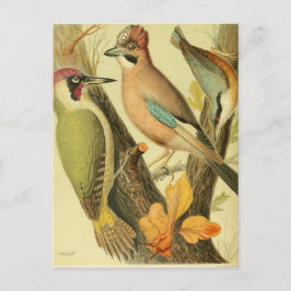 Grönt för vintage vykort