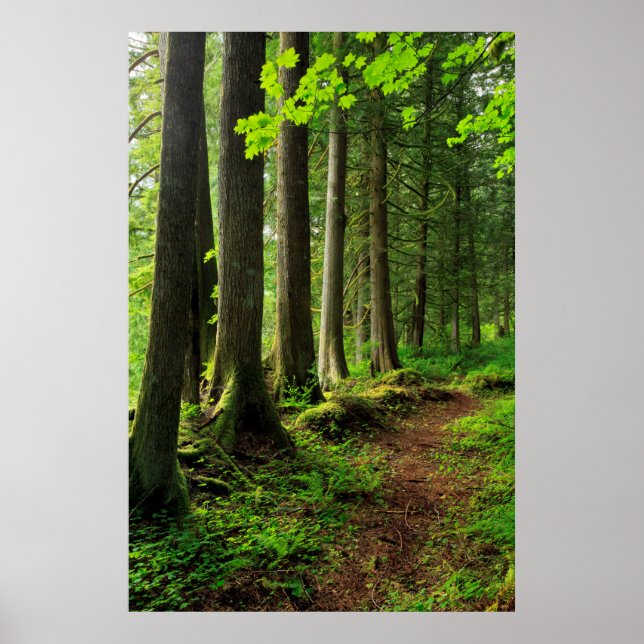 Grönt Forest Trail Scenia Poster (Framsidan)