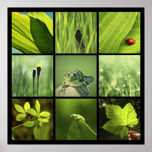 grönt fototryck för natur 3x3 poster