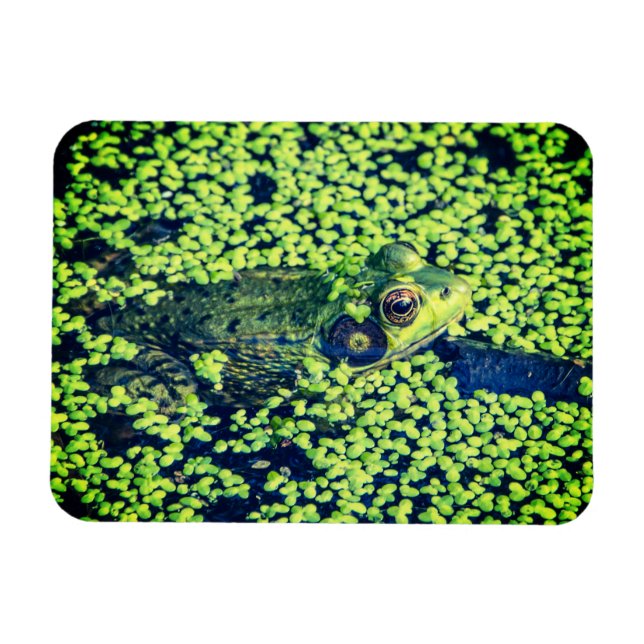 Grönt Frog Amphibians Pond Life Magnet (Horisontell)