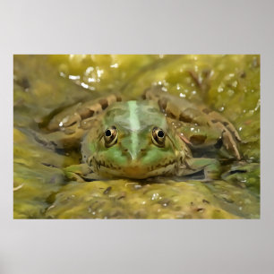 Grönt Frog Camoufled against Weasted River Bed Poster