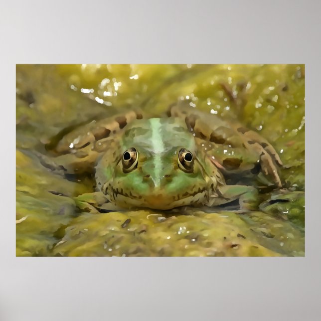 Grönt Frog Camoufled against Weasted River Bed Poster (Framsidan)
