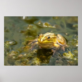Grönt Frog i ytlig Vatten-akrylmålning Poster