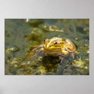 Grönt Frog i ytlig Vatten-akrylmålning Poster