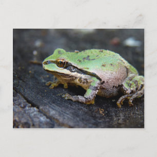 Grönt Frog på en Träd-stump Vykort