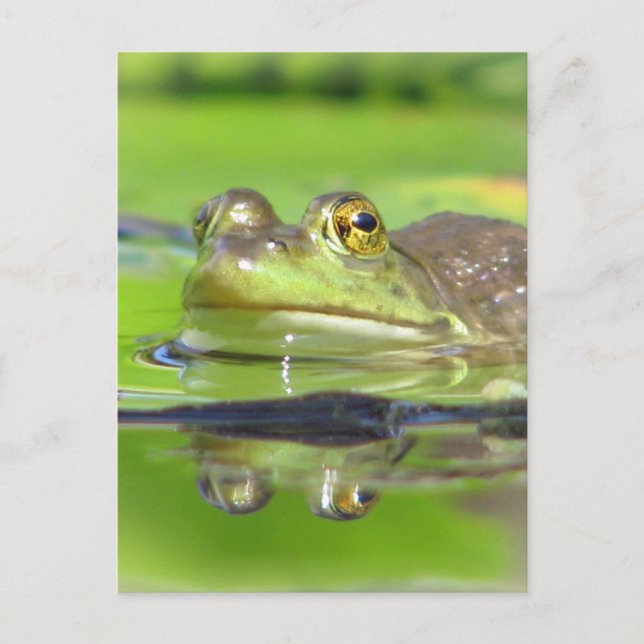 Grönt Frog vykort (Framsida)