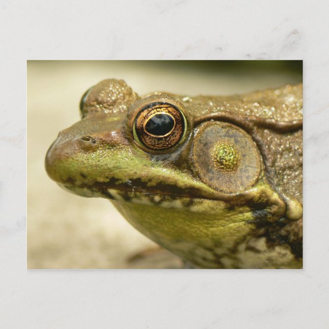 Grönt Frog vykort (Framsida)