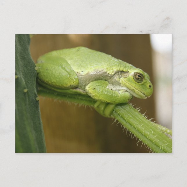 Grönt Frog Vykort (Framsida)