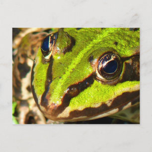 Grönt Frog Vykort
