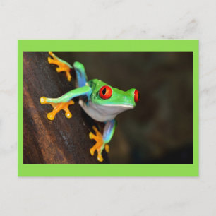 Grönt Frog Vykort