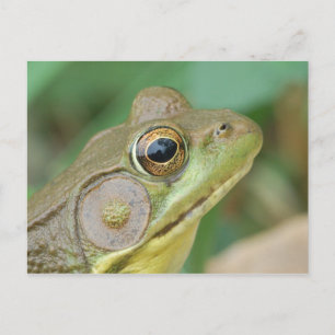 Grönt Frog vykort. Vykort
