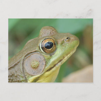 Grönt Frog vykort. Vykort