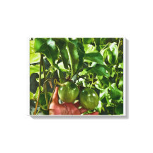 Grönt frukt