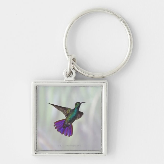 Grönt-gådd mot mangoHummingbird Anthracocorax Fyrkantig Silverfärgad Nyckelring (Framsidan)