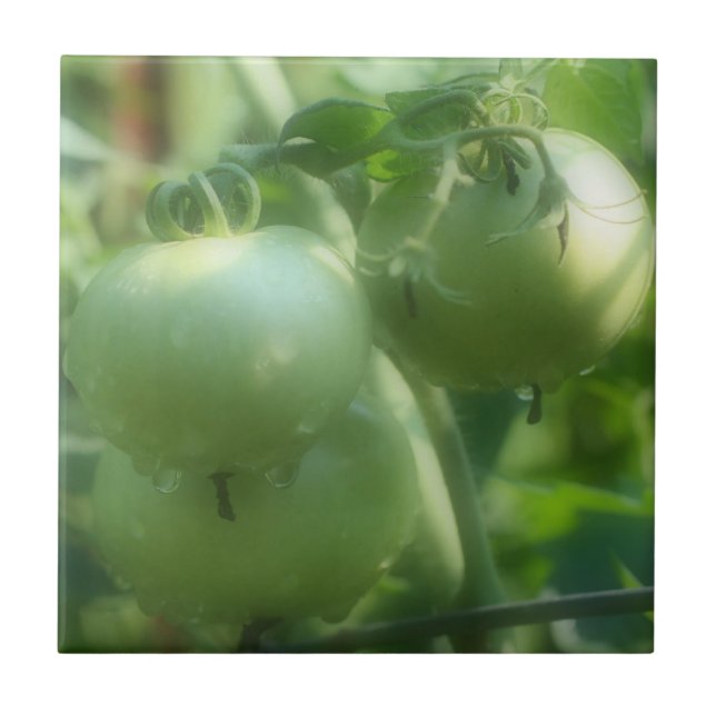 Grönt Garden Tomatis på vinbeslag Kakelplatta (Framsidan)
