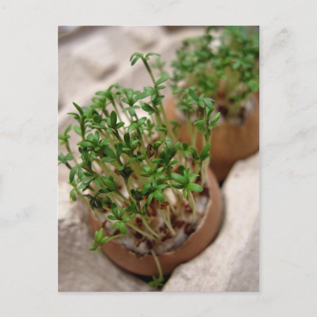 Grönt Garden Vapensköld i vykort för Påskägg (Framsida)