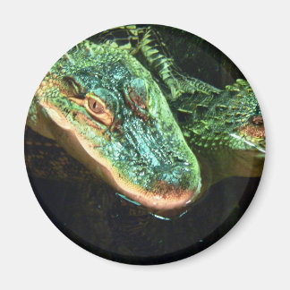 Grönt Gators Magnet