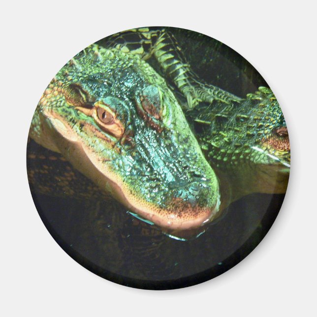 Grönt Gators Magnet (Framsidan)