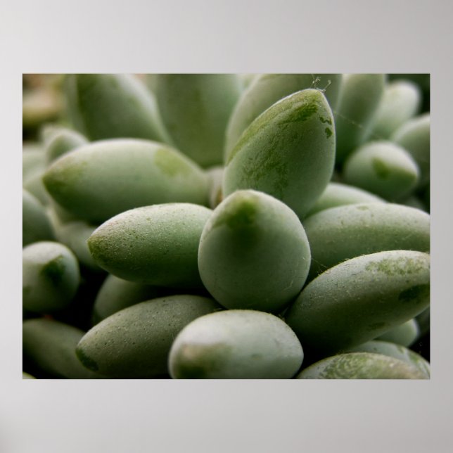 Grönt Gems Poster (Framsidan)