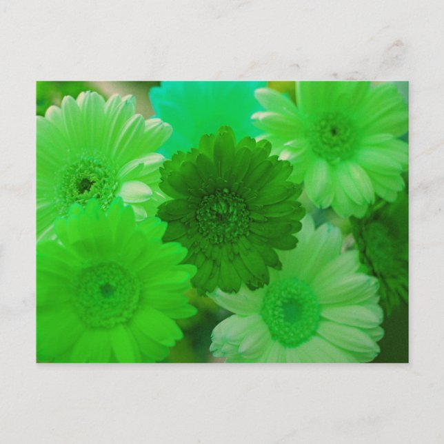 Grönt Gerbera Daisy Flower Photo Art Postcards Vykort (Framsida)