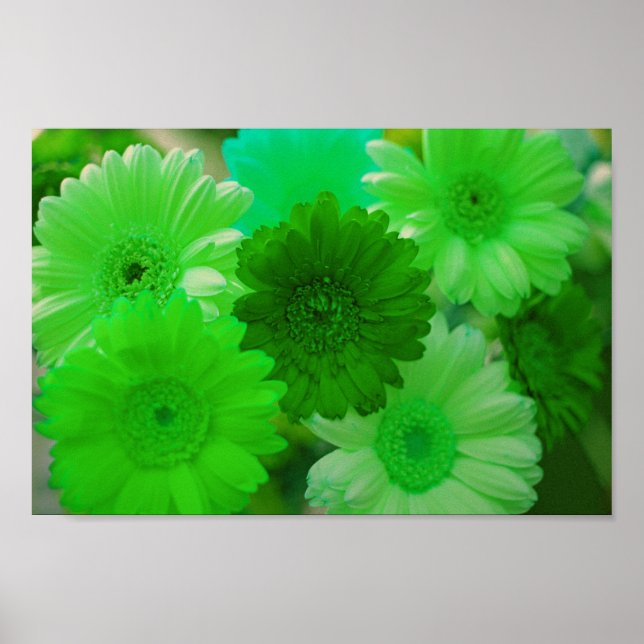 Grönt Gerbera Daisy Flowers Wall Art Print Poster (Framsidan)