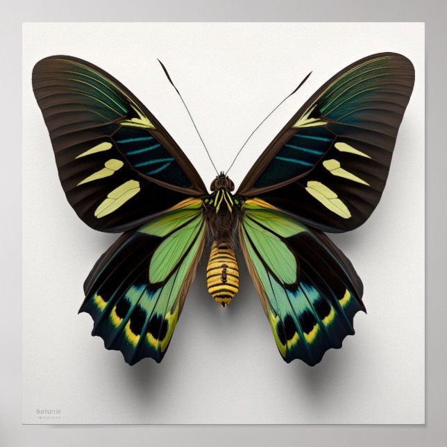 Grönt Goliath Birdwing Butterfly Art Print Poster (Framsidan)