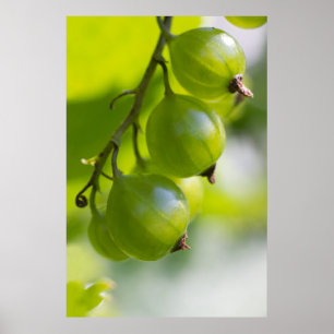 Grönt Goosebär C0208 Poster upp vakta