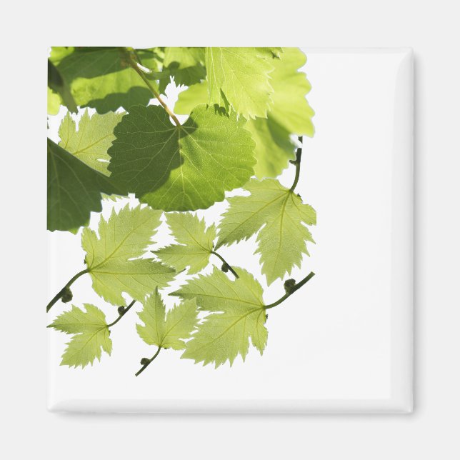 Grönt Grape Vine Löv Magnet (Framsidan)