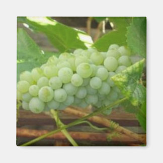 Grönt Grapes of California Magnet