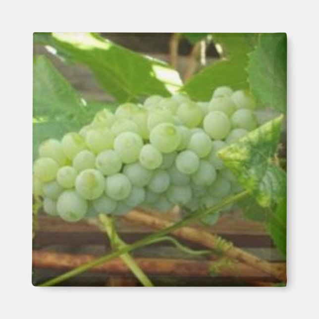 Grönt Grapes of California Magnet (Framsidan)