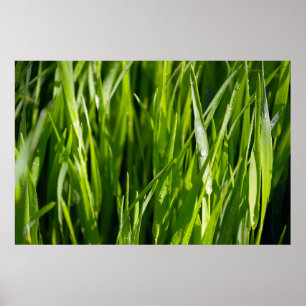 Grönt gräs poster