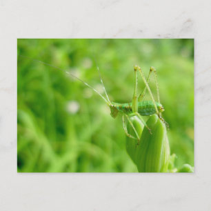 Grönt Grashopper på Daylily Buds Postcard Vykort