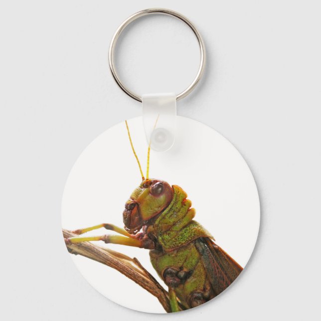 Grönt Grashopper - slutinformation Nyckelring (Framsida)
