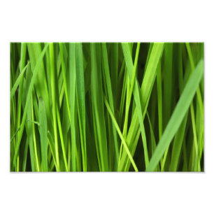 Grönt Grass-bakgrund Fototryck
