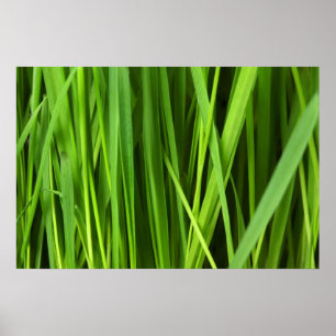 Grönt Grass-bakgrund Poster