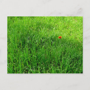 Grönt Grass Vykort