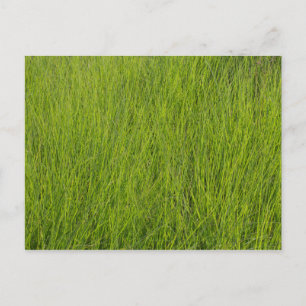 Grönt Grass Vykort