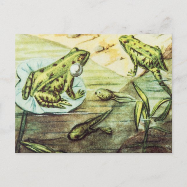 Grönt Grodor, djurfoder Vykort (Framsida)