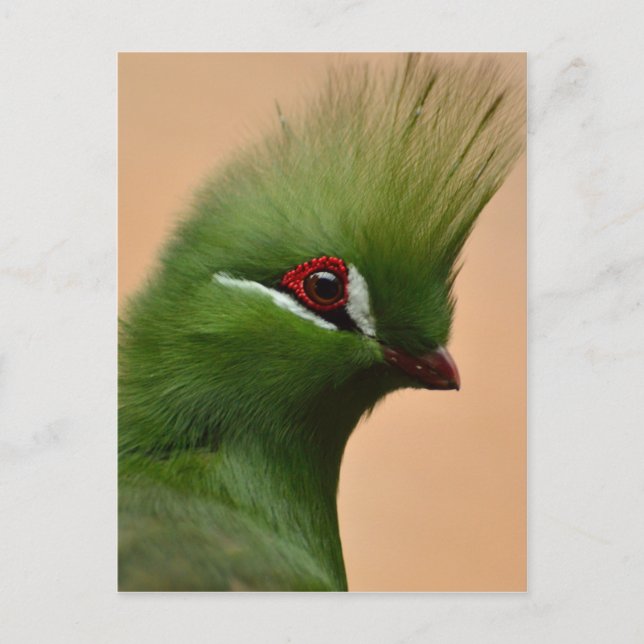 Grönt Guinea Turaco-fågel Vykort (Framsida)