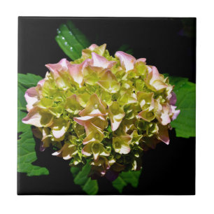 Grönt gult rosa Hydrangea rosa gult blomma Kakelplatta