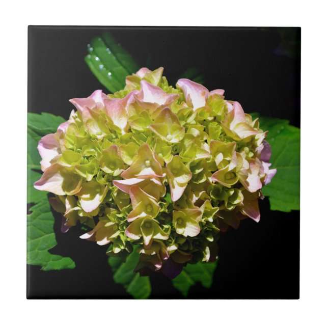 Grönt gult rosa Hydrangea rosa gult blomma Kakelplatta (Framsidan)