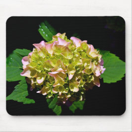 Grönt gult rosa Hydrangea rosa gult blomma Musmatta
