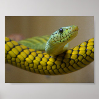 GRÖNT GULT SKALAD SNAKE REPTILE-FOTOGRAFI POSTER
